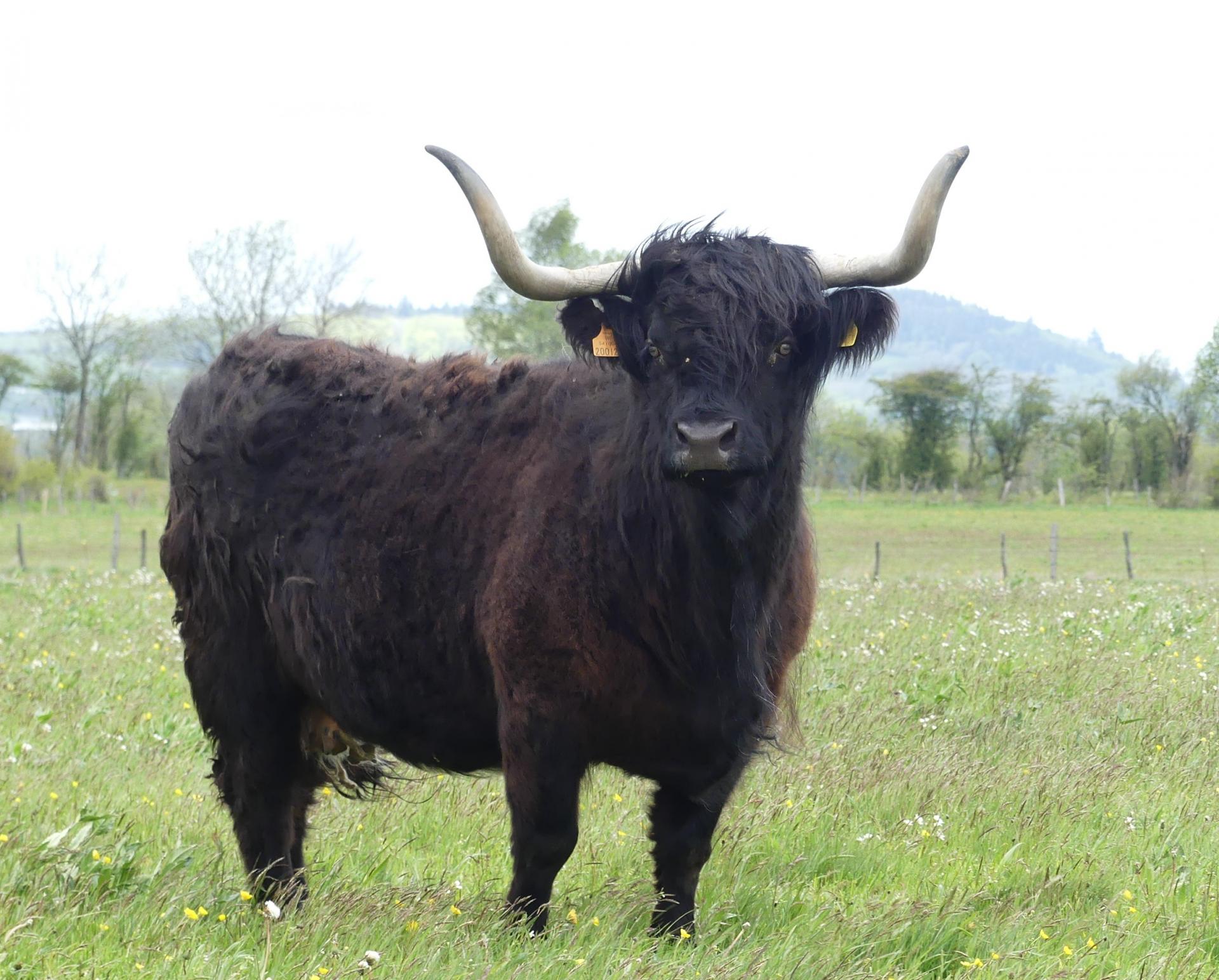 Boubaka