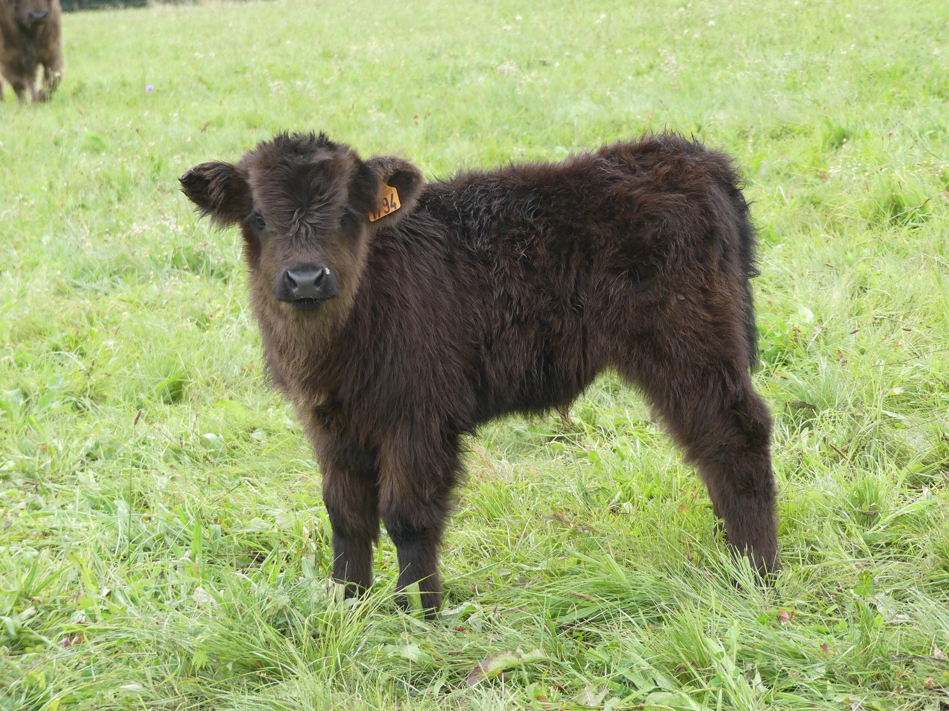 Springer