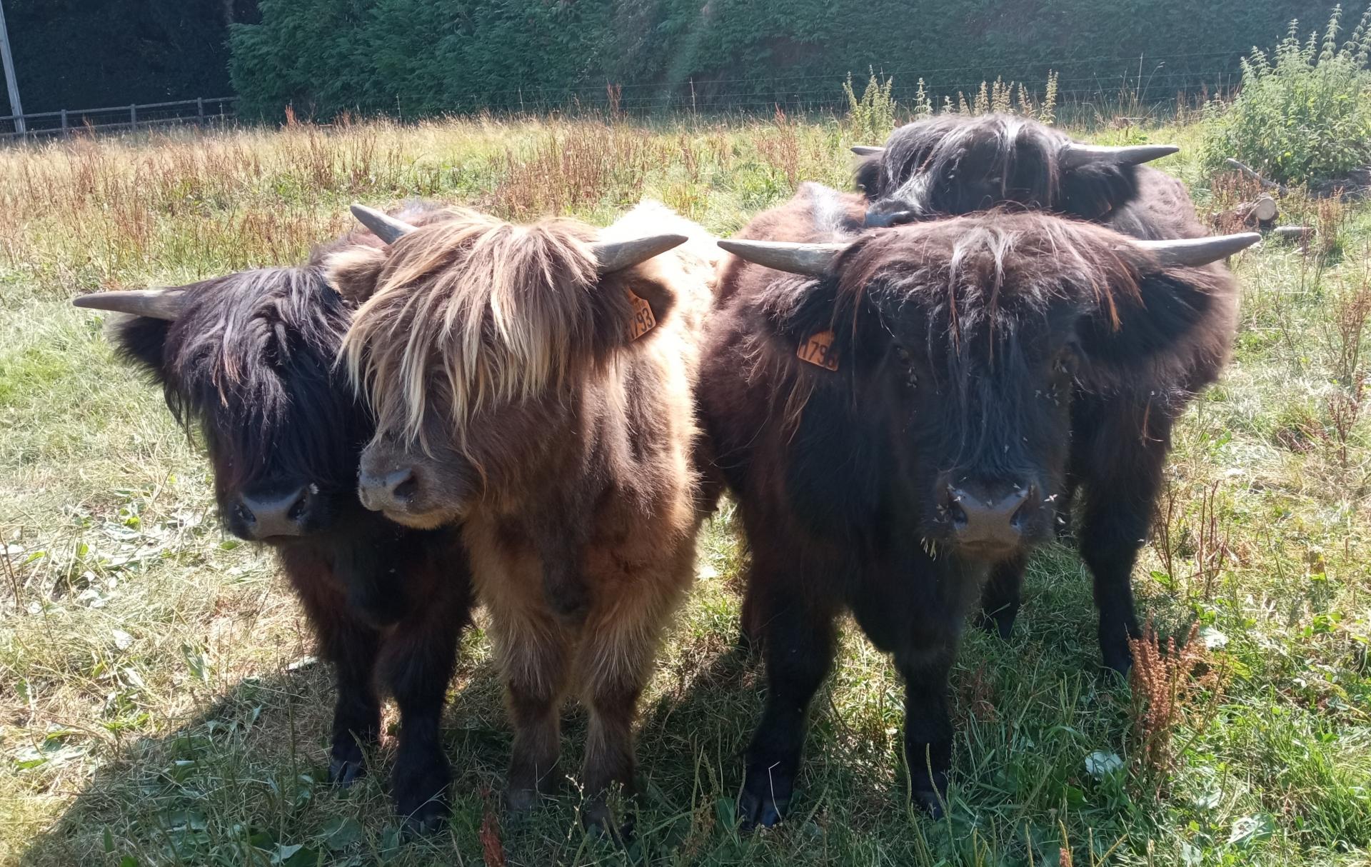 Troupeau petits males 2