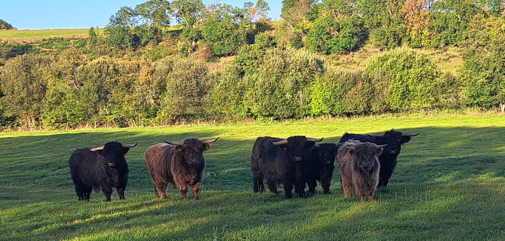 Les jeunes taureaux