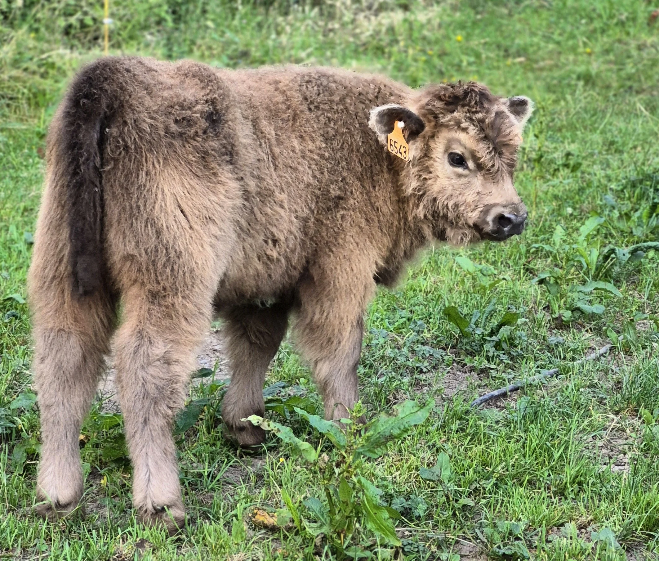 Bandit Des Grands Champs - Fils de Métallica et Uther