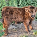 Black Des Grands Champs - Fils d'Utopia et d'Uther
