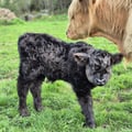Brownie Des Grands Champs - fils de Rubis et Uther