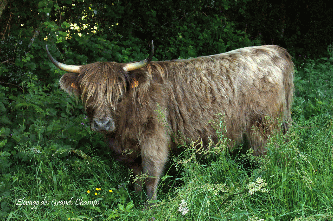 Hirma de La Ganne arrivée en 2013 - partie en 2021