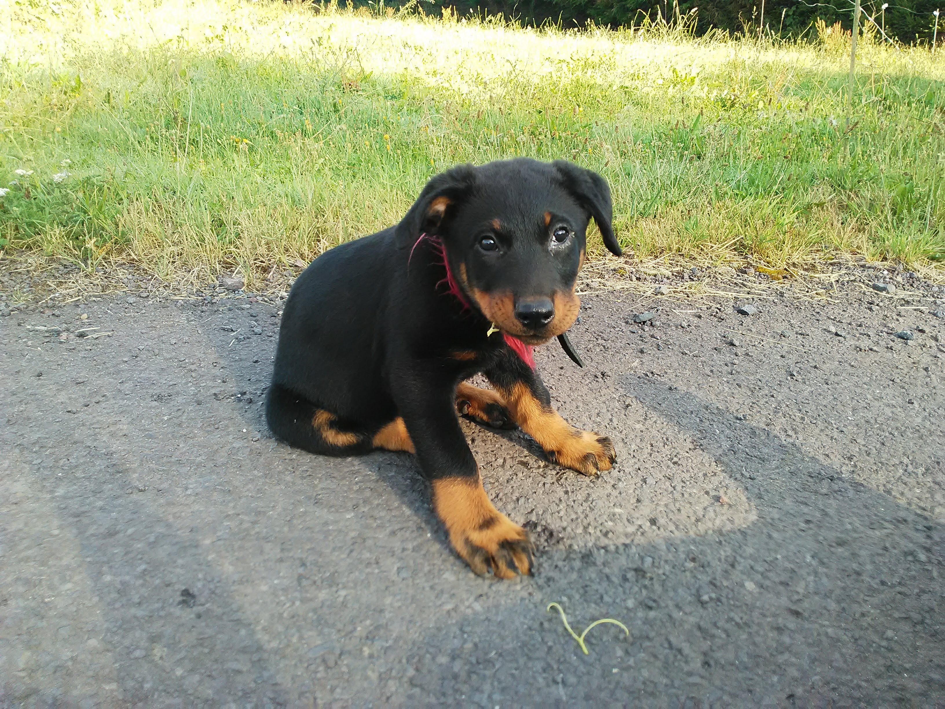 Ouna chien de troupeau... bientôt