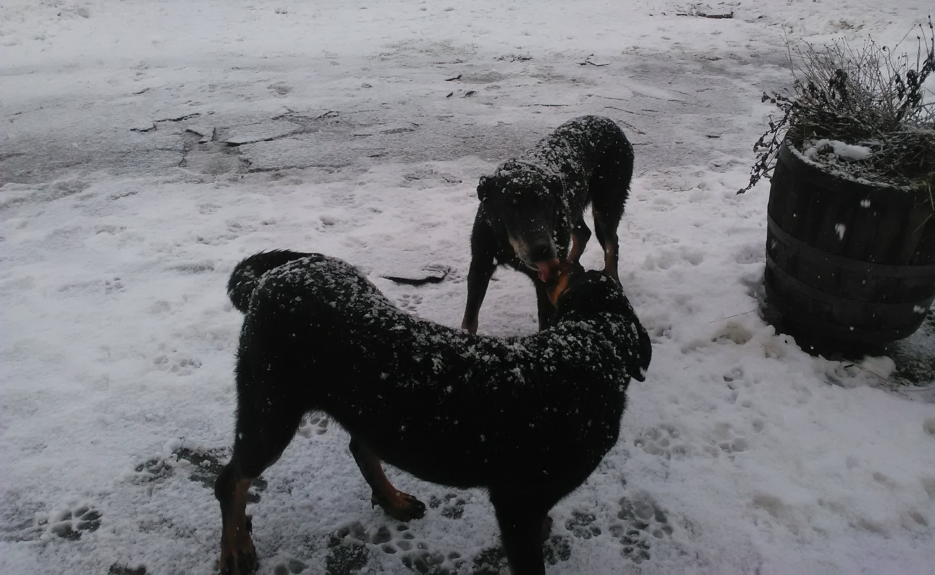 Tendresse canine