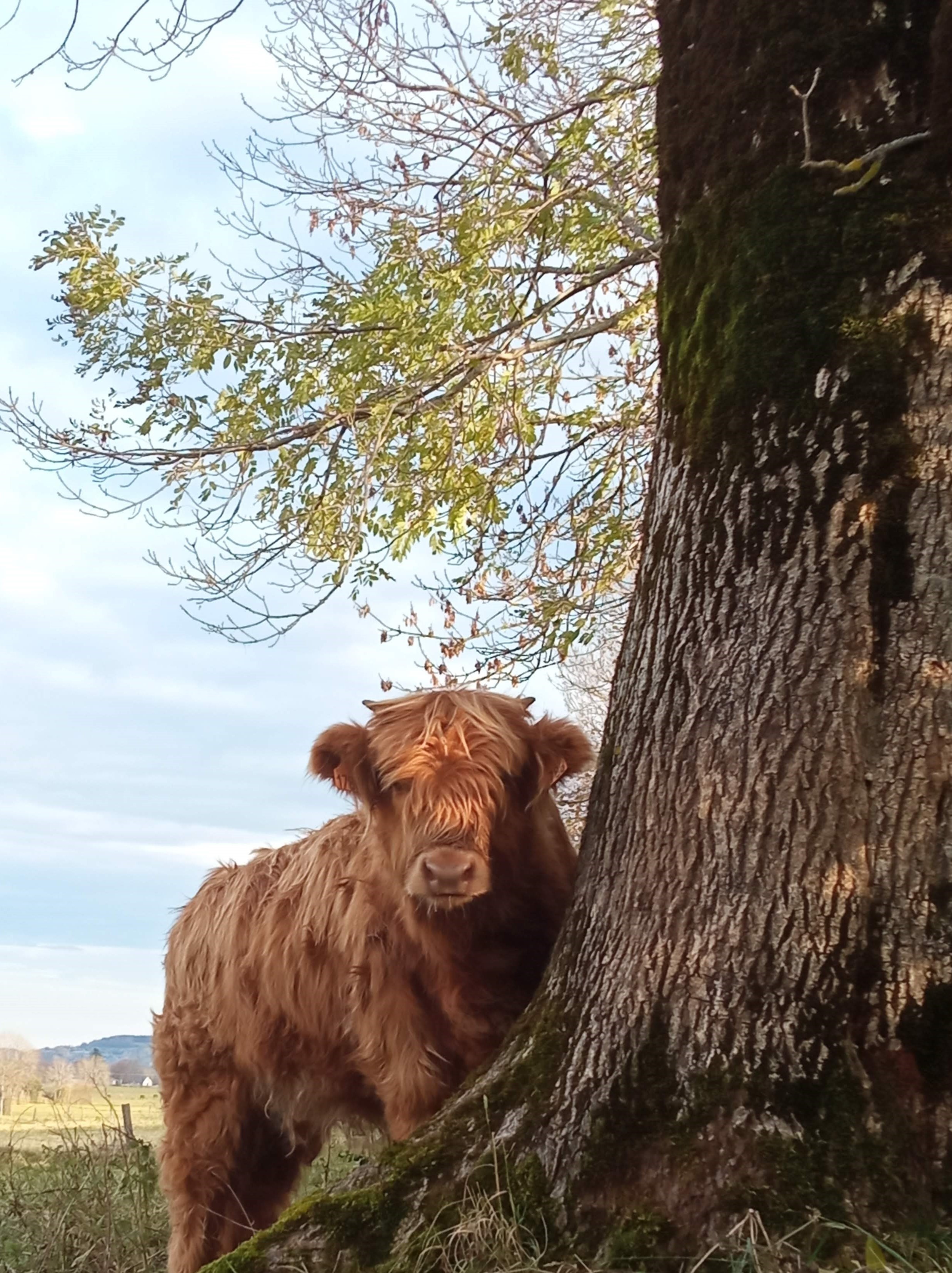 Savane est très curieuse