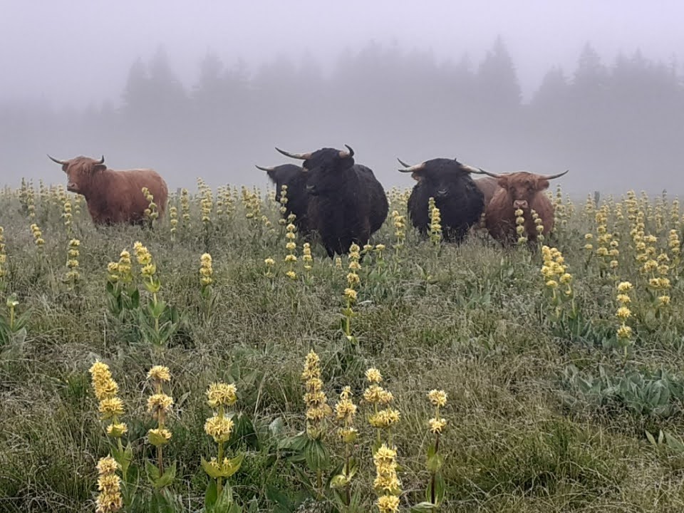 Une dose de mystère grâce au brouillard