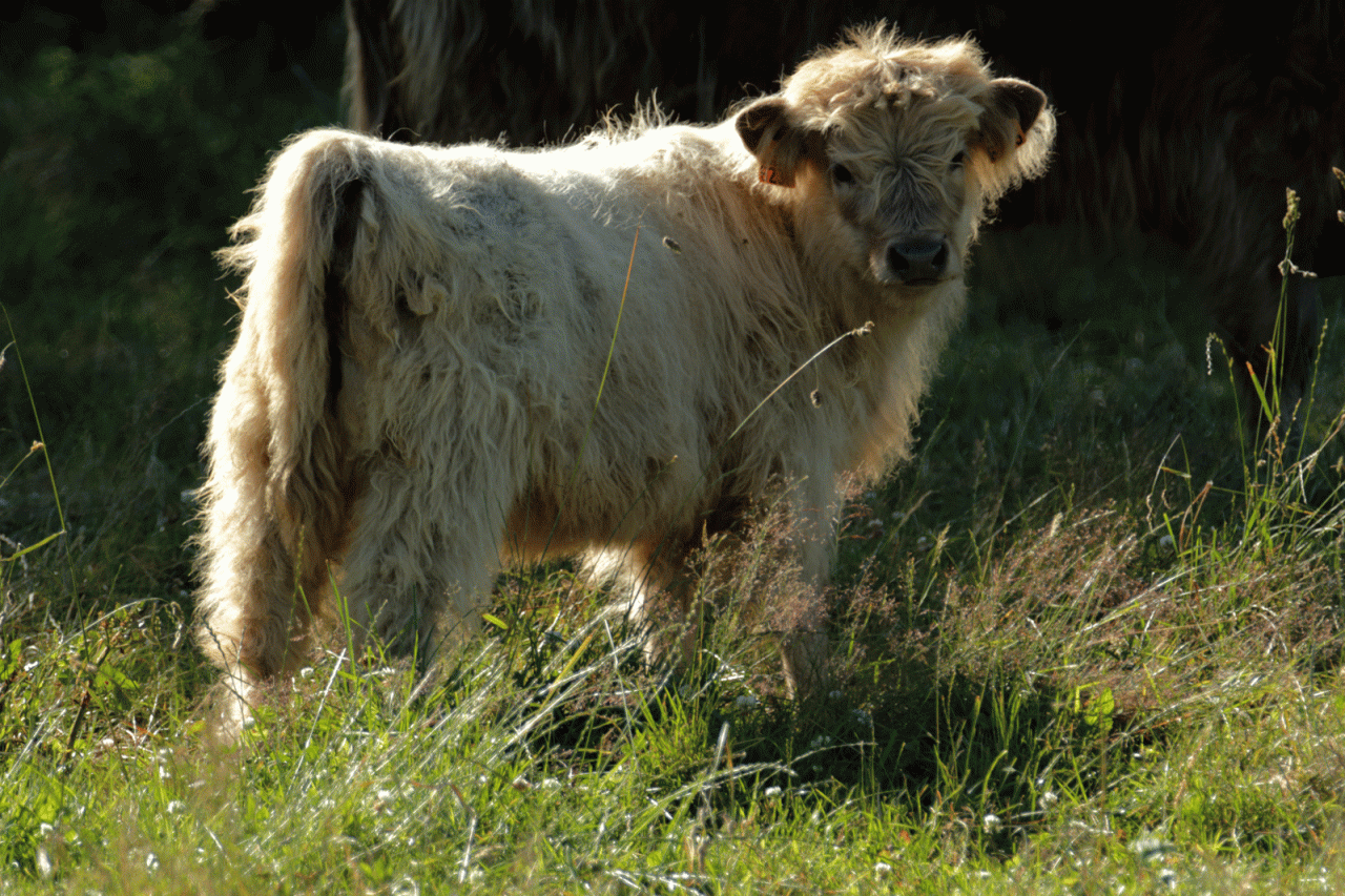 Mélia des Grands Champs