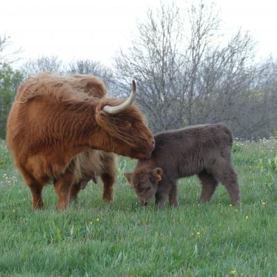 La vie à la ferme