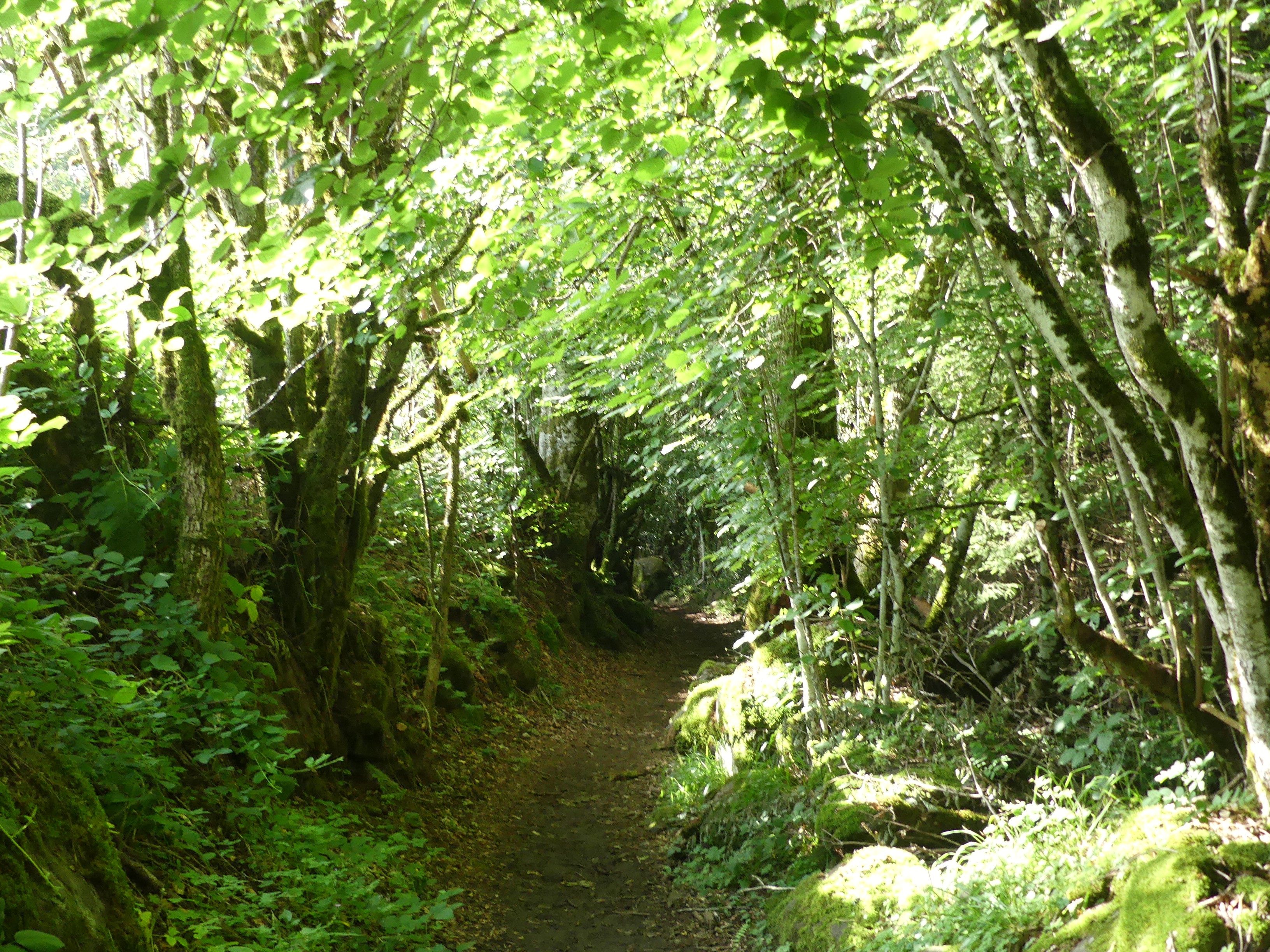 Le chemin de la vie...