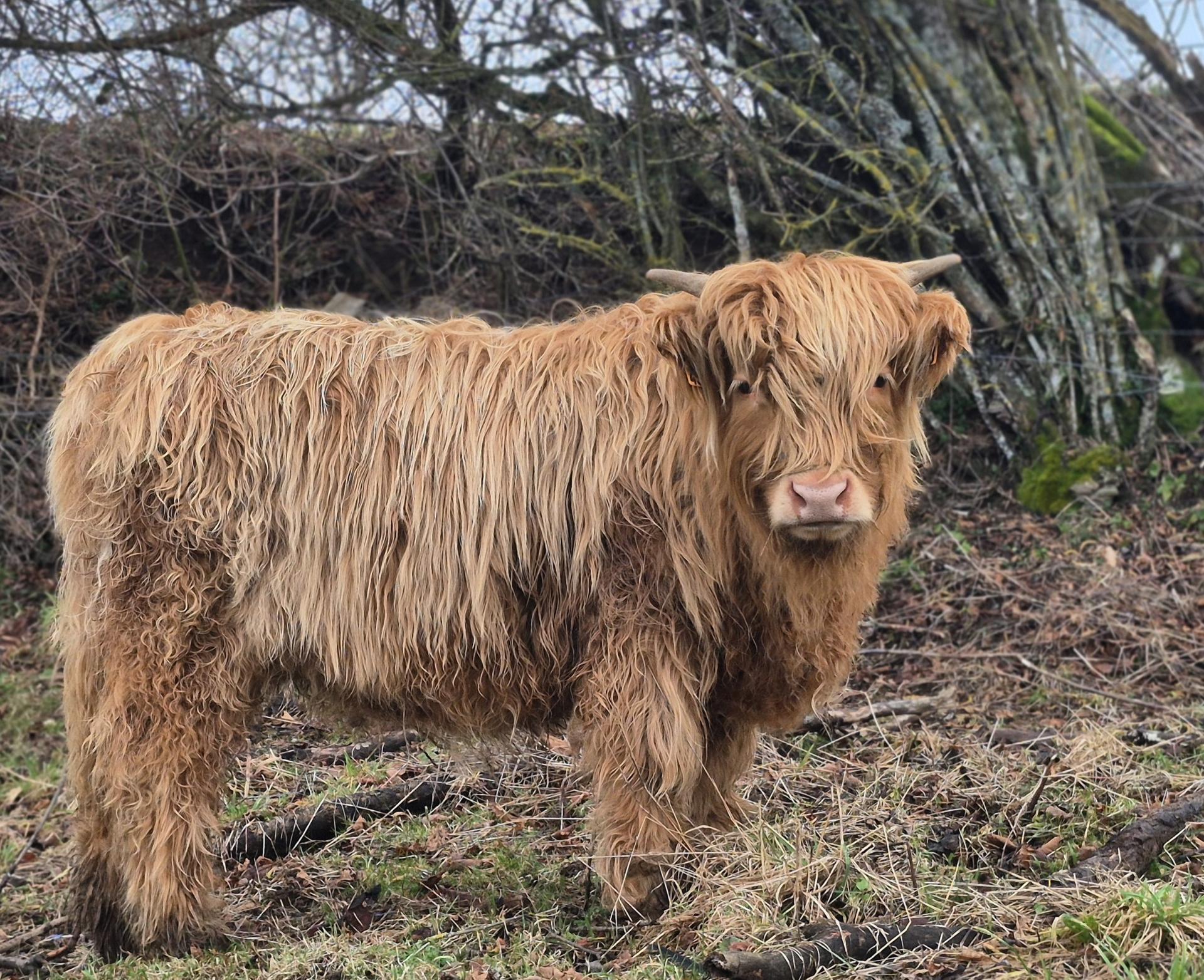 Artémis Des Grands Champs