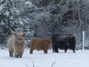 De la neige a noel