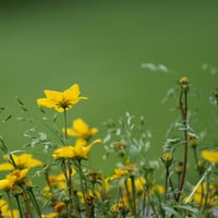 Enfin l'été