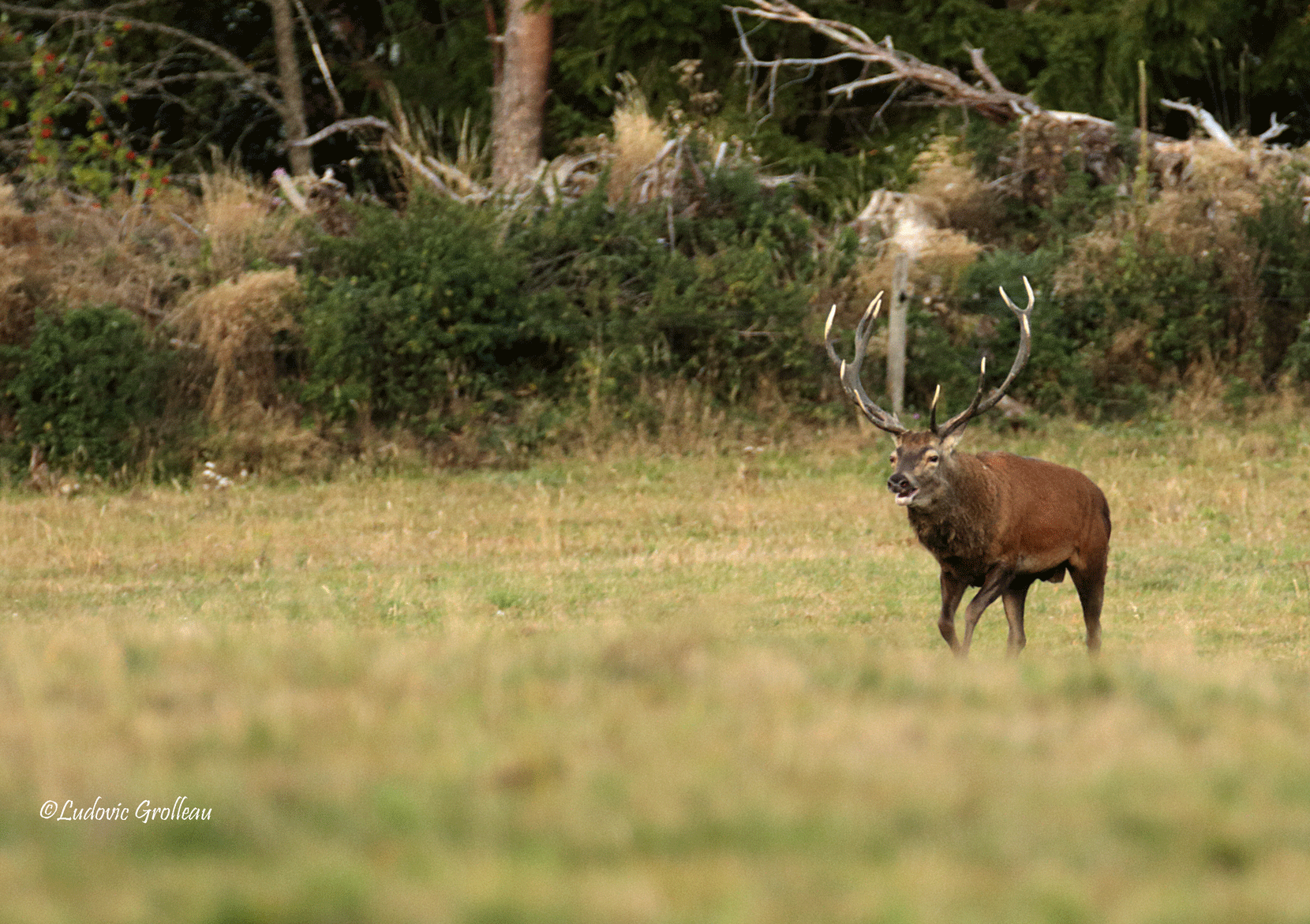 Brame du cerf tout près de chez nous