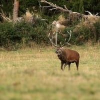 Brame du cerf tout près de chez nous