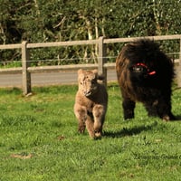 Louping et Melia jouent