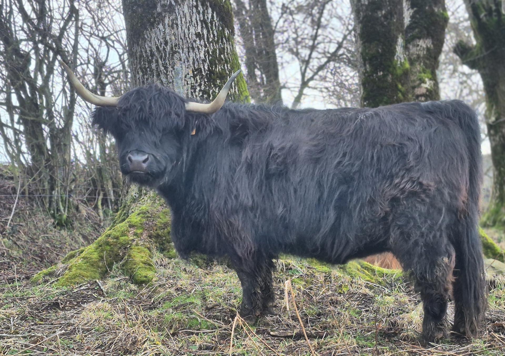 Molly Des Grands Champs