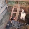 Poules