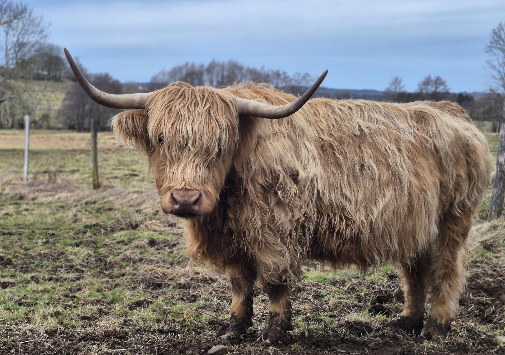 Rubis Des Grands Champs