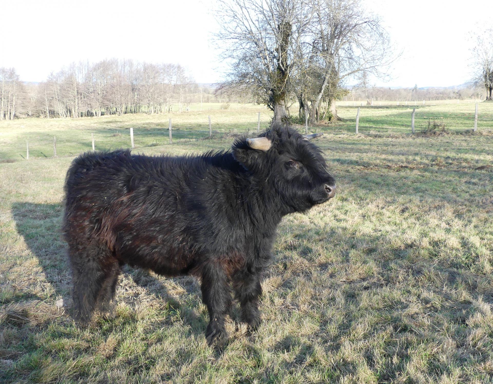 Springer 4