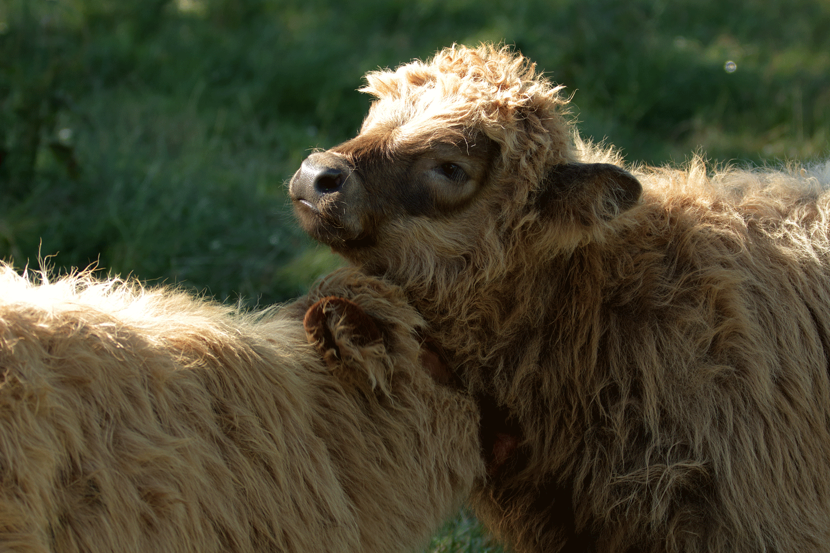 Petit câlin!